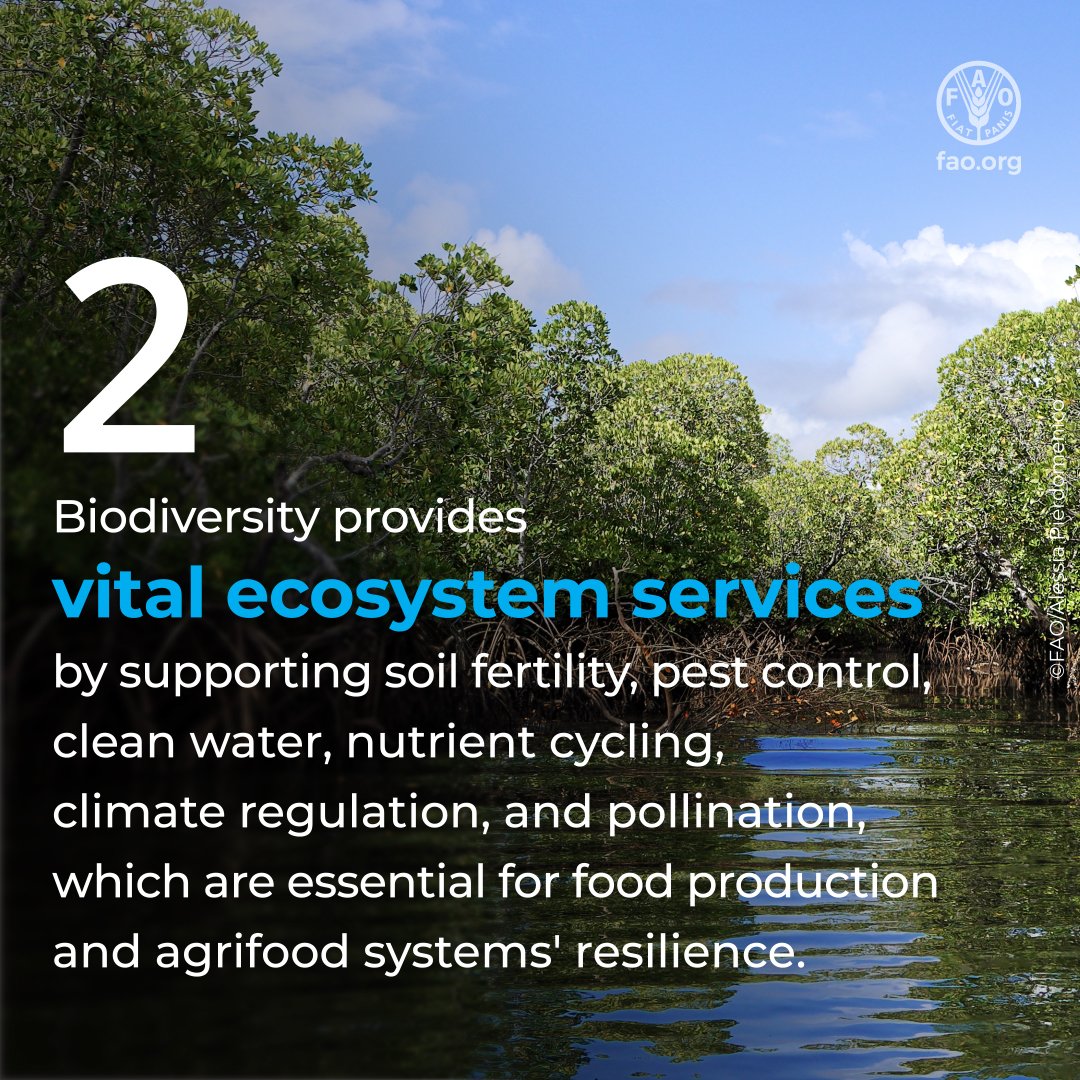 planttreaty's tweet photo. Tomorrow is #BiodiversityDay.

Biodiversity enriches our diets.
Biodiversity provides vital ecosystem services.
Biodiversity is vital for human wellbeing.
Biodiversity is the foundation of food production.

Biodiversity is ESSENTIAL.🌱👨🏽‍🌾💚🌿🥗

@FAOclimate @UNBiodiversity https://t.co/rXf8WRB6Br