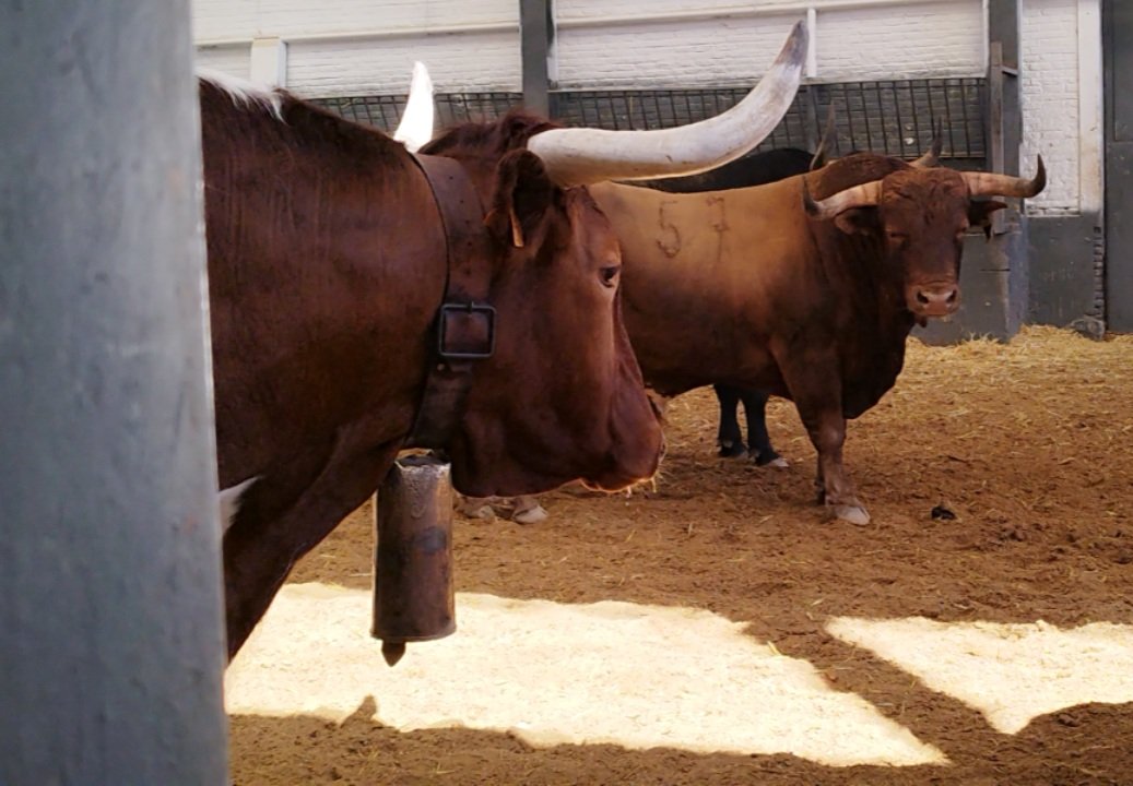 Morenito de Aranda Oficial tweet media