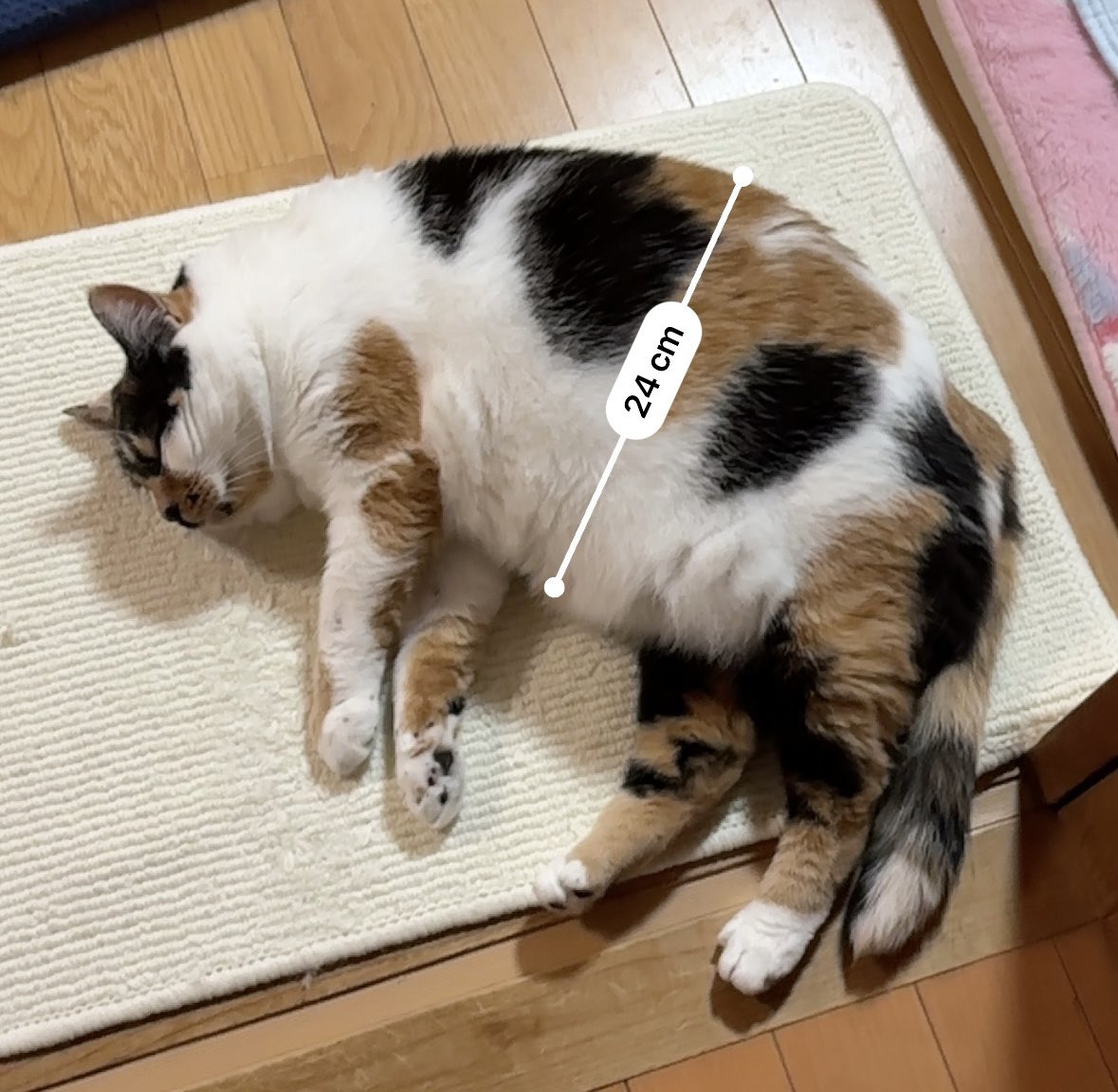 猫のサイズ測るの流行りなの！？

…うん、24センチ！！（そこじゃない）