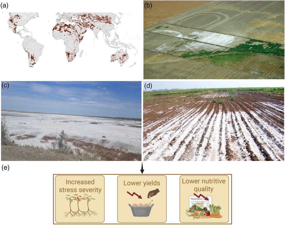 Ali Raza (@ale_raza6) on Twitter photo Impact of #salinity🧂stress on #agriculture and #food 🌱🌾🌽🪴
🔗onlinelibrary.wiley.com/doi/10.1111/pb…
<a href="/MU_CCFI_Biotech/">Murdoch's Centre for Crop & Food Innovation & SABC</a> <a href="/rajvarshney/">Rajeev Varshney FRS</a> <a href="/UWAresearch/">UWA Research</a> <a href="/wileyplantsci/">Wiley Plant Science</a> <a href="/Qamaruzaman1/">Qamar U Zaman</a> <a href="/WileyGlobal/">Wiley</a> <a href="/IOA_UWA/">The UWA Institute of Agriculture</a> <a href="/KAUST_News/">KAUST</a> <a href="/sci_plant/">Plant Science</a> <a href="/CropGlobal/">Global Sustainable Agriculture & Environment</a> <a href="/ModA_journal/">Modern Agriculture (ModA)</a> <a href="/UKAgriTech/">UK Agri-Tech Centre</a> <a href="/PCarterClimate/">Peter D Carter</a> <a href="/ShenzhenUni/">Shenzhen University</a> Impact of #salinity🧂stress on #agriculture and #food 🌱🌾🌽🪴
🔗onlinelibrary.wiley.com/doi/10.1111/pb…
<a href="/MU_CCFI_Biotech/">Murdoch's Centre for Crop & Food Innovation & SABC</a> <a href="/rajvarshney/">Rajeev Varshney FRS</a> <a href="/UWAresearch/">UWA Research</a> <a href="/wileyplantsci/">Wiley Plant Science</a> <a href="/Qamaruzaman1/">Qamar U Zaman</a> <a href="/WileyGlobal/">Wiley</a> <a href="/IOA_UWA/">The UWA Institute of Agriculture</a> <a href="/KAUST_News/">KAUST</a> <a href="/sci_plant/">Plant Science</a> <a href="/CropGlobal/">Global Sustainable Agriculture & Environment</a> <a href="/ModA_journal/">Modern Agriculture (ModA)</a> <a href="/UKAgriTech/">UK Agri-Tech Centre</a> <a href="/PCarterClimate/">Peter D Carter</a> <a href="/ShenzhenUni/">Shenzhen University</a>