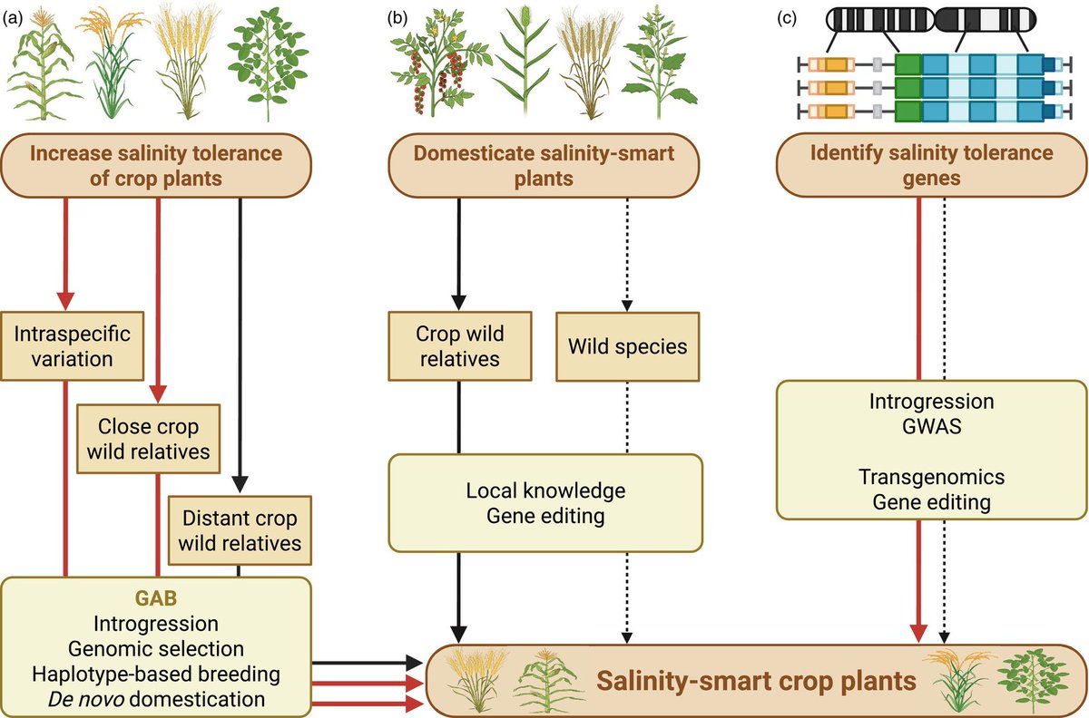 Ali Raza (@ale_raza6) on Twitter photo #Strategies to act and deliver #salinity-smart crop plants 🌾
🖇️ onlinelibrary.wiley.com/doi/10.1111/pb…
<a href="/KAUST_News/">KAUST</a> <a href="/KAUST/">KAUST</a> <a href="/KAUSTinnovation/">KAUST Innovation</a> <a href="/UCDflowerpower/">Rainer Melzer</a> <a href="/CellGenomics/">Cell Genomics</a> <a href="/PlantBiotechJ/">Plant Biotechnology Journal</a> <a href="/PlantBB_IPBO/">Plant Biotechnology & Breeding Network</a> <a href="/ScienceCrisp/">CRISP_SCIENCE</a> <a href="/CropGlobal/">Global Sustainable Agriculture & Environment</a> <a href="/ModA_journal/">Modern Agriculture (ModA)</a> <a href="/JIA_JIntegrAgri/">Journal of Integrative Agriculture</a> <a href="/JiayinPang/">Jiayin Pang</a> <a href="/Qamaruzaman1/">Qamar U Zaman</a> <a href="/CropTrust/">The Crop Trust</a> #Strategies to act and deliver #salinity-smart crop plants 🌾
🖇️ onlinelibrary.wiley.com/doi/10.1111/pb…
<a href="/KAUST_News/">KAUST</a> <a href="/KAUST/">KAUST</a> <a href="/KAUSTinnovation/">KAUST Innovation</a> <a href="/UCDflowerpower/">Rainer Melzer</a> <a href="/CellGenomics/">Cell Genomics</a> <a href="/PlantBiotechJ/">Plant Biotechnology Journal</a> <a href="/PlantBB_IPBO/">Plant Biotechnology & Breeding Network</a> <a href="/ScienceCrisp/">CRISP_SCIENCE</a> <a href="/CropGlobal/">Global Sustainable Agriculture & Environment</a> <a href="/ModA_journal/">Modern Agriculture (ModA)</a> <a href="/JIA_JIntegrAgri/">Journal of Integrative Agriculture</a> <a href="/JiayinPang/">Jiayin Pang</a> <a href="/Qamaruzaman1/">Qamar U Zaman</a> <a href="/CropTrust/">The Crop Trust</a>