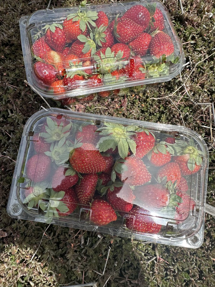 D_Fraises's tweet photo. #PromoDuJour
Barquette 500g à 1600, fraîchement cueillies et sucrées. Faites vos commandes en dm ou whatsapp 704635813
@Dkexpress_ vous êtes prêts pour assurer les livraisons ?
#SunuMbay @LatyrDiouff @TontonVert @ecris_le_tien https://t.co/4gY1RhSH4I
