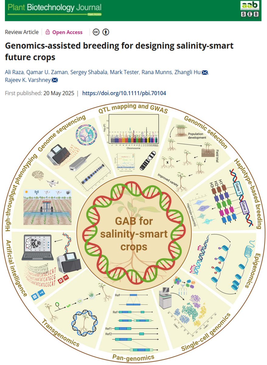 Ali Raza (@ale_raza6) on Twitter photo Happy to share🆕#OpenAccess review "#Genomics🧬-assisted #breeding for designing #salinity-smart future #crops🌾" is out in <a href="/PlantBiotechJ/">Plant Biotechnology Journal</a> <a href="/SEBiology/">SEB @sebiology.bsky.social</a> <a href="/AABiologists/">AAB @aabiologists.bsky.social</a>🤩in excellent collab. with <a href="/Qamaruzaman1/">Qamar U Zaman</a> <a href="/rajvarshney/">Rajeev Varshney FRS</a>👏🎉
🔗onlinelibrary.wiley.com/doi/10.1111/pb…
<a href="/UWAresearch/">UWA Research</a> <a href="/sci_plant/">Plant Science</a> <a href="/KAUST/">KAUST</a> Happy to share🆕#OpenAccess review "#Genomics🧬-assisted #breeding for designing #salinity-smart future #crops🌾" is out in <a href="/PlantBiotechJ/">Plant Biotechnology Journal</a> <a href="/SEBiology/">SEB @sebiology.bsky.social</a> <a href="/AABiologists/">AAB @aabiologists.bsky.social</a>🤩in excellent collab. with <a href="/Qamaruzaman1/">Qamar U Zaman</a> <a href="/rajvarshney/">Rajeev Varshney FRS</a>👏🎉
🔗onlinelibrary.wiley.com/doi/10.1111/pb…
<a href="/UWAresearch/">UWA Research</a> <a href="/sci_plant/">Plant Science</a> <a href="/KAUST/">KAUST</a>