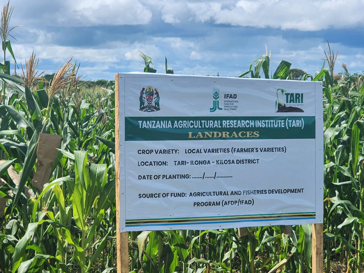 CGIARbreeding's tweet photo. ๐ Big strides in #AcceleratedBreeding! The #Transform team is working with @IITA_CGIAR & @TanzaniaTari to set clear breeding priorities for #soybean in ๐น๐ฟ Tanzania
Together, we're defining what future-ready varieties should look like. More ๐
https://t.co/xKSzFtJpq3 https://t.co/yIFJ5fEJvy