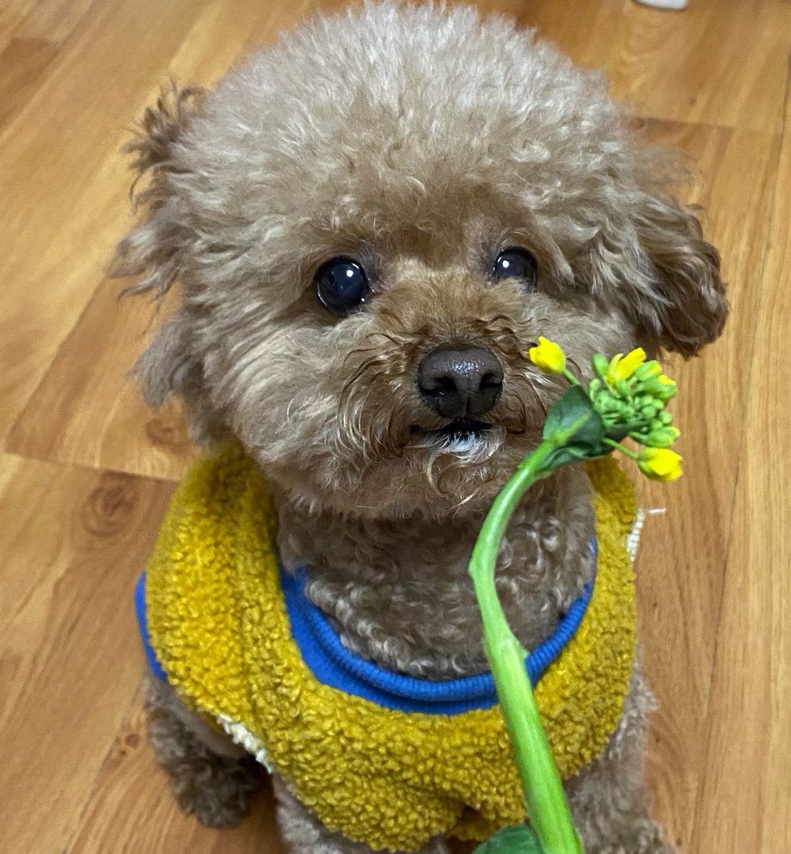 GUS_chengning's tweet photo. GUS(グース)
推し：
#DEEPKEISEI    
#小森隼 #白濱亜嵐 
#DEEPSQUAD  #GENERATIONS 
About ：
#ポケモン  #pokemon 
うちの犬⬇️ &amp; インコ⬇️ https://t.co/y2WknTxUow
