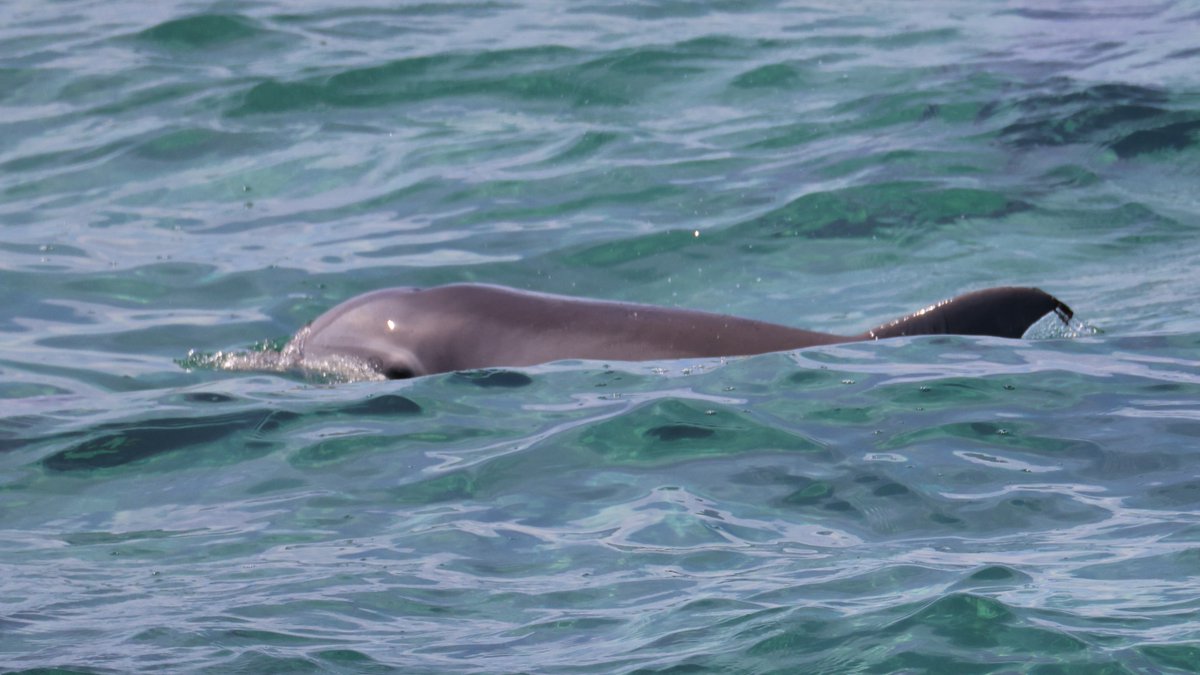 jennettespierob's tweet photo. #SHEEPHEAD early. Windy with a water temp 68 degrees. A lone bottlenose #dolphin breaks the surface for a look around earlier this week. https://t.co/F5abofWZZM