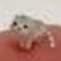 Low Quality Cat tweet media