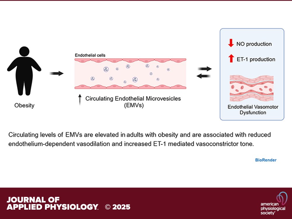 japplphysiol's tweet photo. Short Report by VP Garcia et al. (@CUAnschutz @KellyStockelma) Elevated circulating endothelial cell-derived #microvesicles: a biomarker of #endothelial #vasomotor dysfunction in adults with #obesity
https://t.co/t5eVCeervk https://t.co/kvzkEbvafR