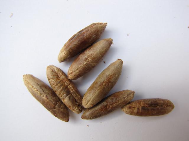health_panorama's tweet photo. #Dateseed flour is an innovative ingredient that has been incorporated into many baked goods. https://t.co/QCSTyt1huf