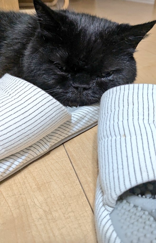 くんくんくんする🐈‍⬛