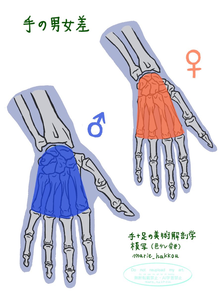 marie_hakkou's tweet photo. 手＋足の美術解剖学　模写
P37 手の男女差
男性の手は女性の手に比べて手根が幅広い。女性の手の平は、手首から指にかけて放射状に広がる傾向がある。 https://t.co/8WXvCczu1l