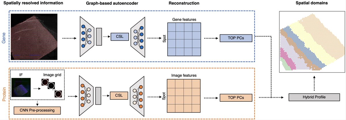 Stephanie Hicks, PhD (@stephaniehicks) on Twitter photo New paper out in <a href="/genomeresearch/">Genome Research</a> on using contrastive self-supervised learning for spatial domain detection with multi-omics data! Huge congratulations to <a href="/JNinnnngg/">Jianing Yao</a> and coauthors Jinglun Yu, Brian Caffo Stephanie Page & <a href="/martinowk/">Keri Martinowich</a>! 🧬
doi.org/10.1101/gr.279… New paper out in <a href="/genomeresearch/">Genome Research</a> on using contrastive self-supervised learning for spatial domain detection with multi-omics data! Huge congratulations to <a href="/JNinnnngg/">Jianing Yao</a> and coauthors Jinglun Yu, Brian Caffo Stephanie Page & <a href="/martinowk/">Keri Martinowich</a>! 🧬
doi.org/10.1101/gr.279…