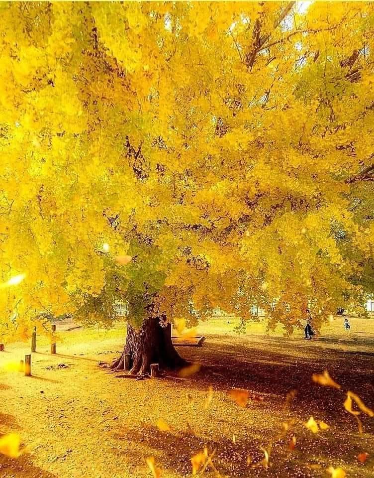 kapoor_anita's tweet image. #JOIN without #INVADING .I