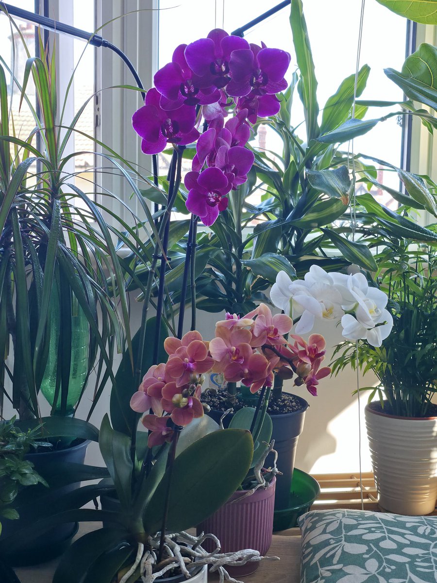 rtebrda's tweet photo. New addiction, orchids! https://t.co/aNpyUTiYjt