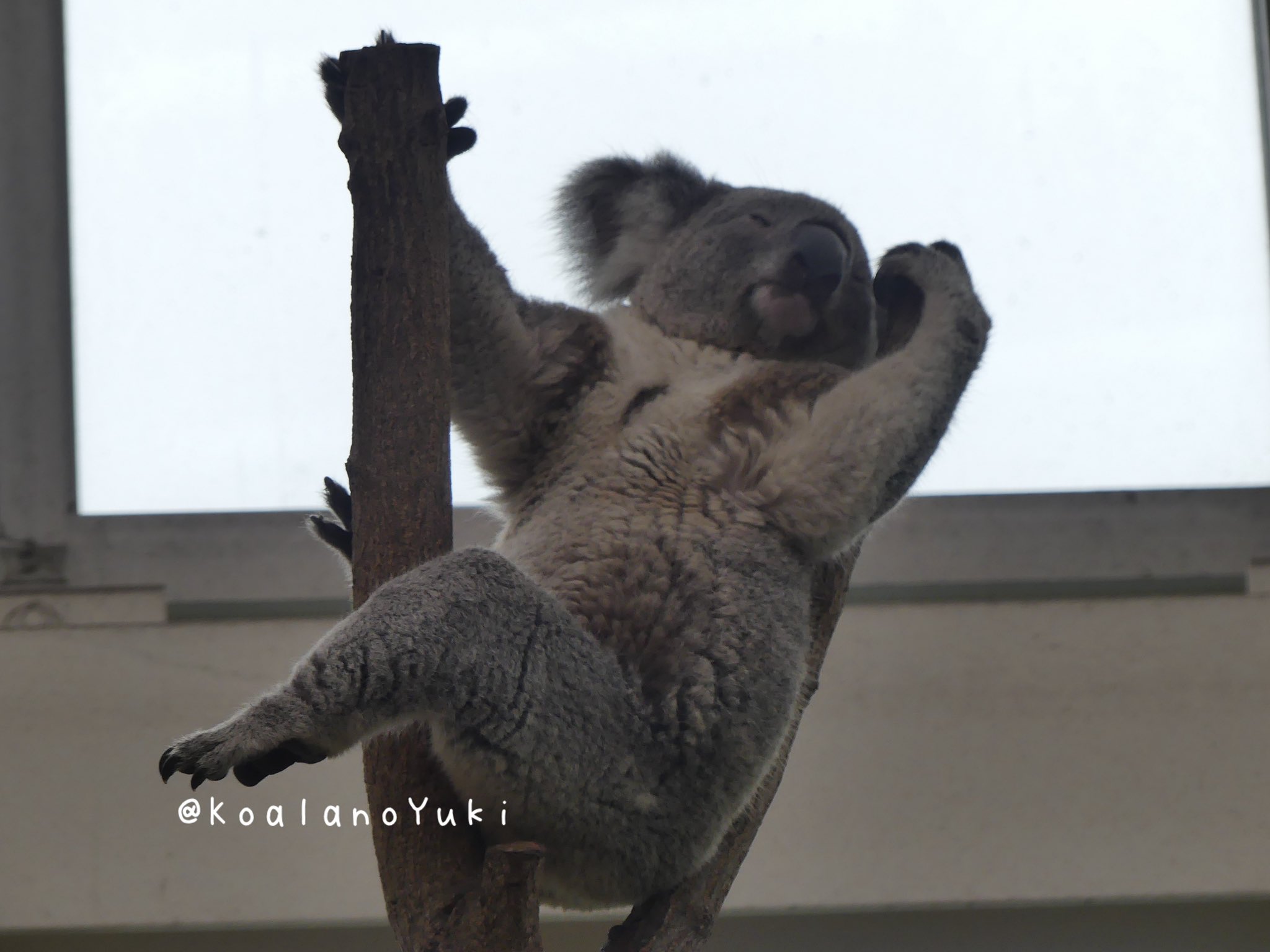 ゆき🐨 on X: 