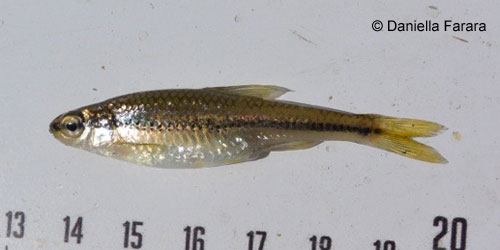 fishdb's tweet photo. OFFLHD v.5.34. Updated photograph for Pugnose Minnow (Opsopoeodus emiliae).  https://t.co/xbJpKTyVaf @afs_ontario https://t.co/5i5YCZRLhJ