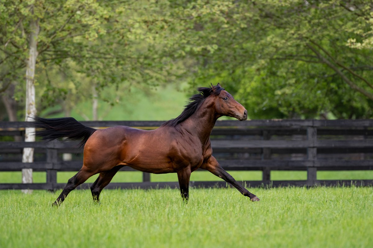 DarleyEurope's tweet photo. 🇬🇧 With two new Black Type winners this week, #Pinatubo now sits level with Frankel, New Bay and Camelot for three-year-old Stakes winners in Europe this year! 💪

No other second-crop sire has more total Stakes winners (3) or Stakes performers (7) 🙌 https://t.co/TwYYOj6HrW
