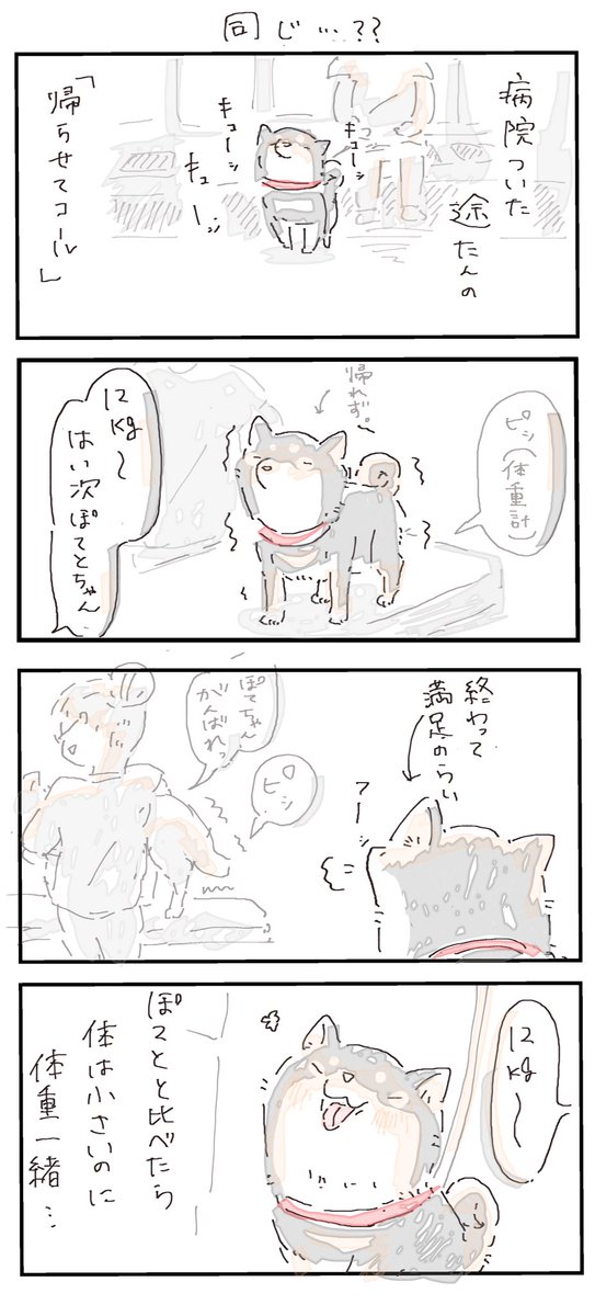 #4コマ漫画 #柴犬
同じ…?? 