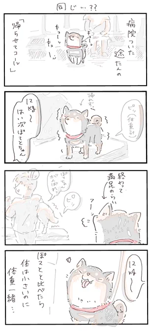 #4コマ漫画 #柴犬
同じ…?? 