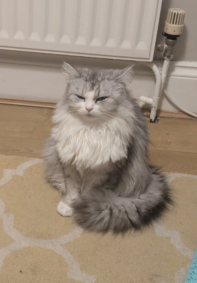 Momomaru200000's tweet photo. うちの猫を人間にしてもらったらコレ😂 https://t.co/cVQoOmmvLS