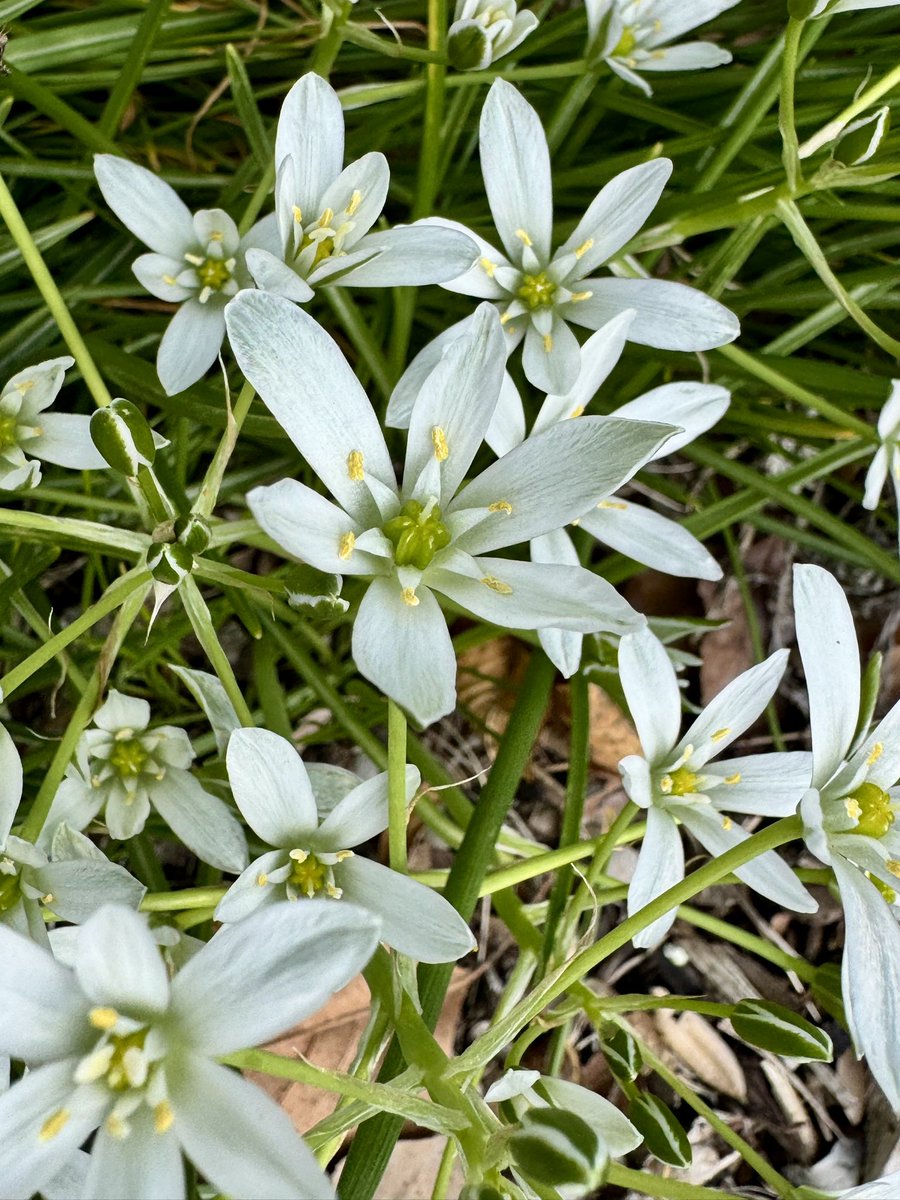 SephSpawn's tweet image. First time I’ve ever spotted a garden Star of Bethlehem flower in Utah. May 2025