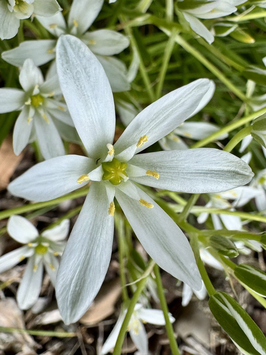 SephSpawn's tweet image. First time I’ve ever spotted a garden Star of Bethlehem flower in Utah. May 2025