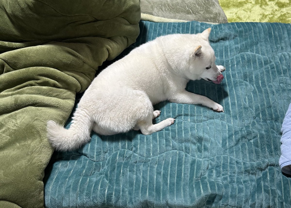 散歩でくそ濡てるから俺の布団の上に横にならないでくれ