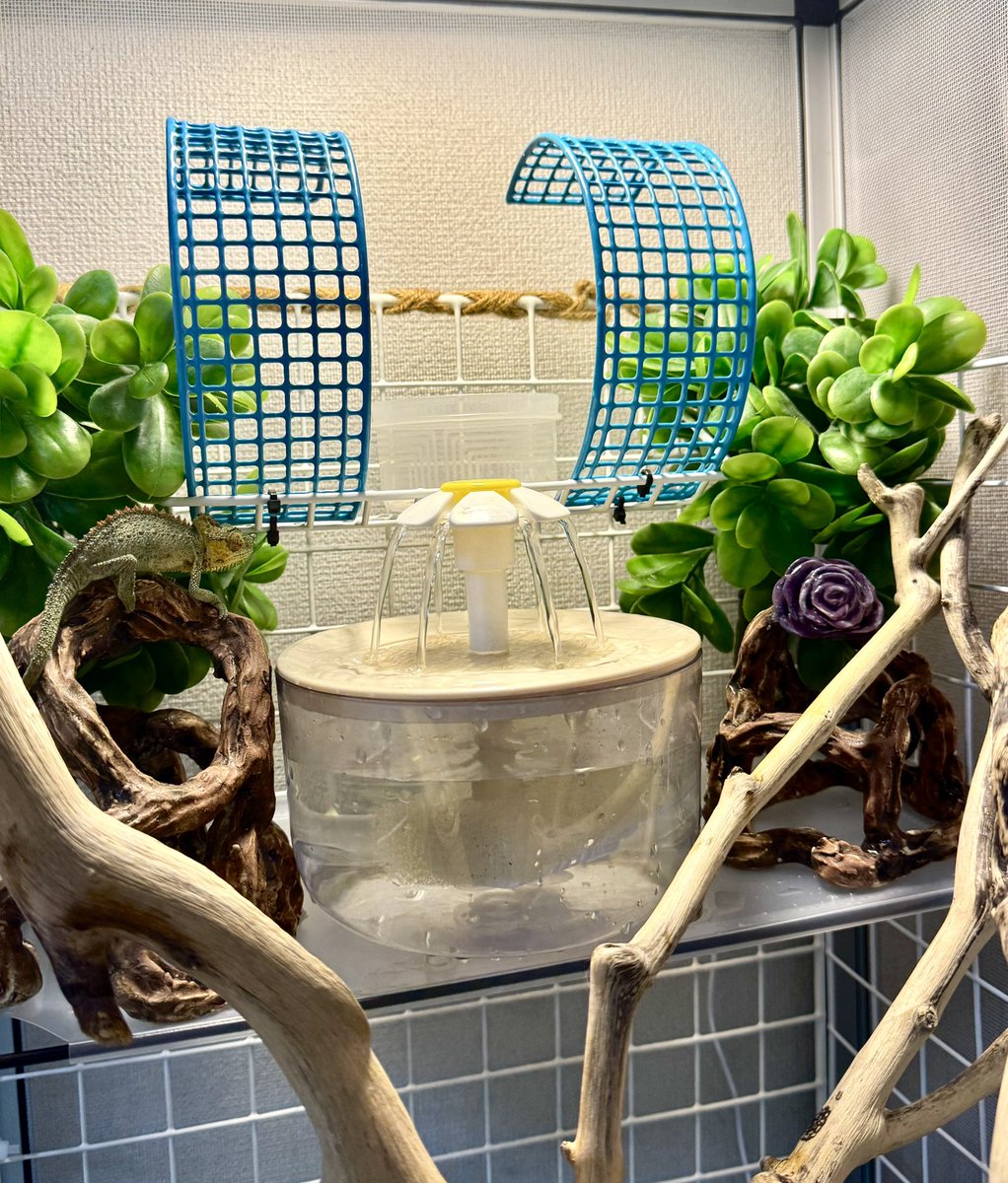 カメレオン - Search / X