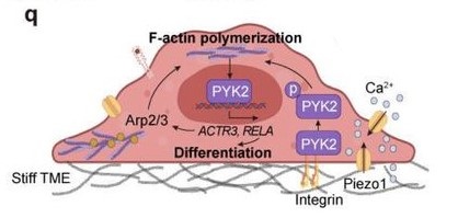preLights (@prelights) on Twitter photo Macrophages sense and adapt.
<a href="/R_Amadio/">Roberto Amadio</a> highlights recent work from Wenyan Xie and colleagues.
Roberto: “The huge amount of data (…) is of high value not only to cancer biologists, but also to cell biologists and clinicians”.
#preLight ⬇️ 👀
👉prelights.biologists.com/highlights/an-… Macrophages sense and adapt.
<a href="/R_Amadio/">Roberto Amadio</a> highlights recent work from Wenyan Xie and colleagues.
Roberto: “The huge amount of data (…) is of high value not only to cancer biologists, but also to cell biologists and clinicians”.
#preLight ⬇️ 👀
👉prelights.biologists.com/highlights/an-…