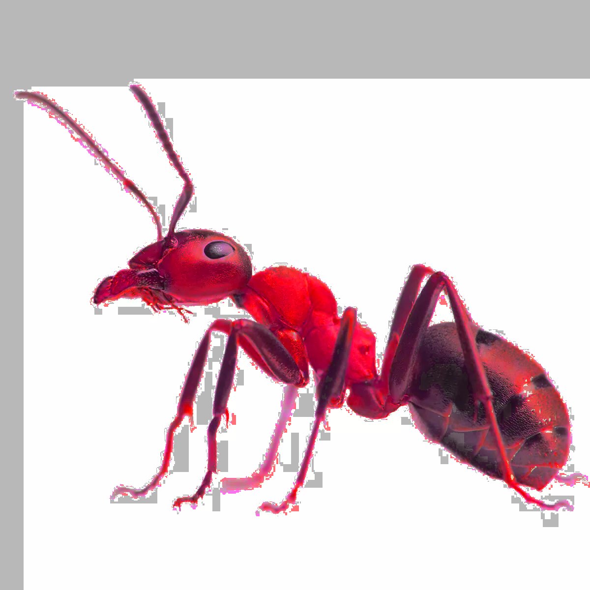 Rage3does tweet media