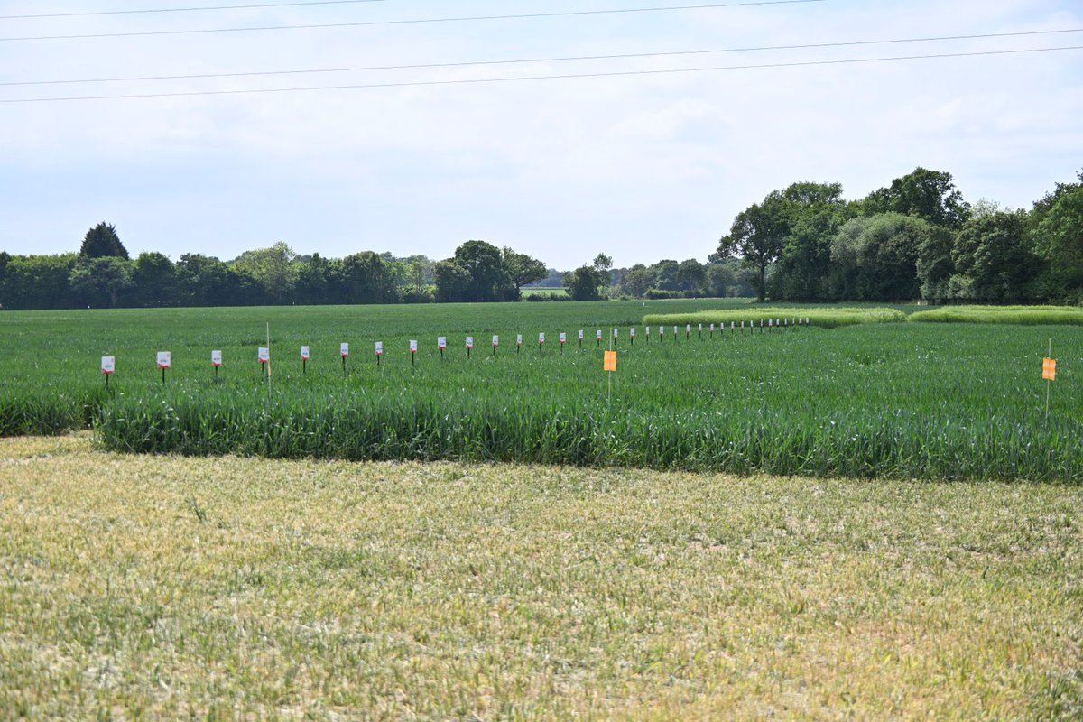 Tiny bit of rain this morning freshened up our breeding trial site at Woolpit in Suffolk <a href="/LGSeedsUK/">LGSeedsUK</a>
