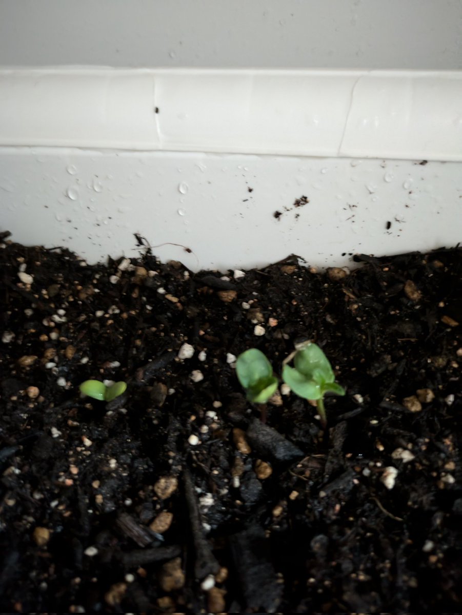ベランダでキュウリとひまわり育ててるんですけどなかなか芽出てこず、今朝も水やり忘れて落ち込んでたが帰宅してみたら芽が出てて嬉しい限り