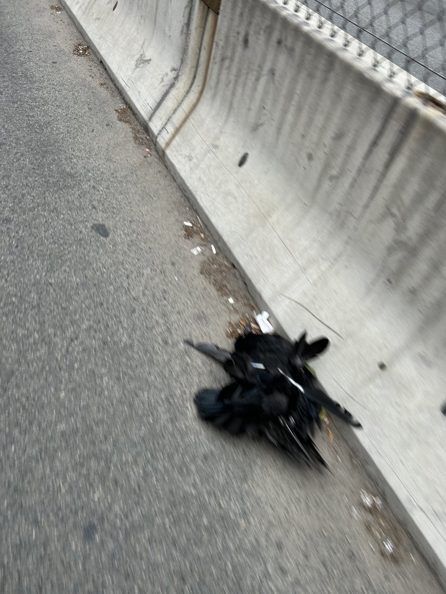 _Steve_Bennett's tweet image. Good morning @NYC_DOT @NYCSanitation this giant dead bird has been sitting in the Brooklyn Bridge bike lane for a week. Can someone please be sent to dispose of it safely? Thanks