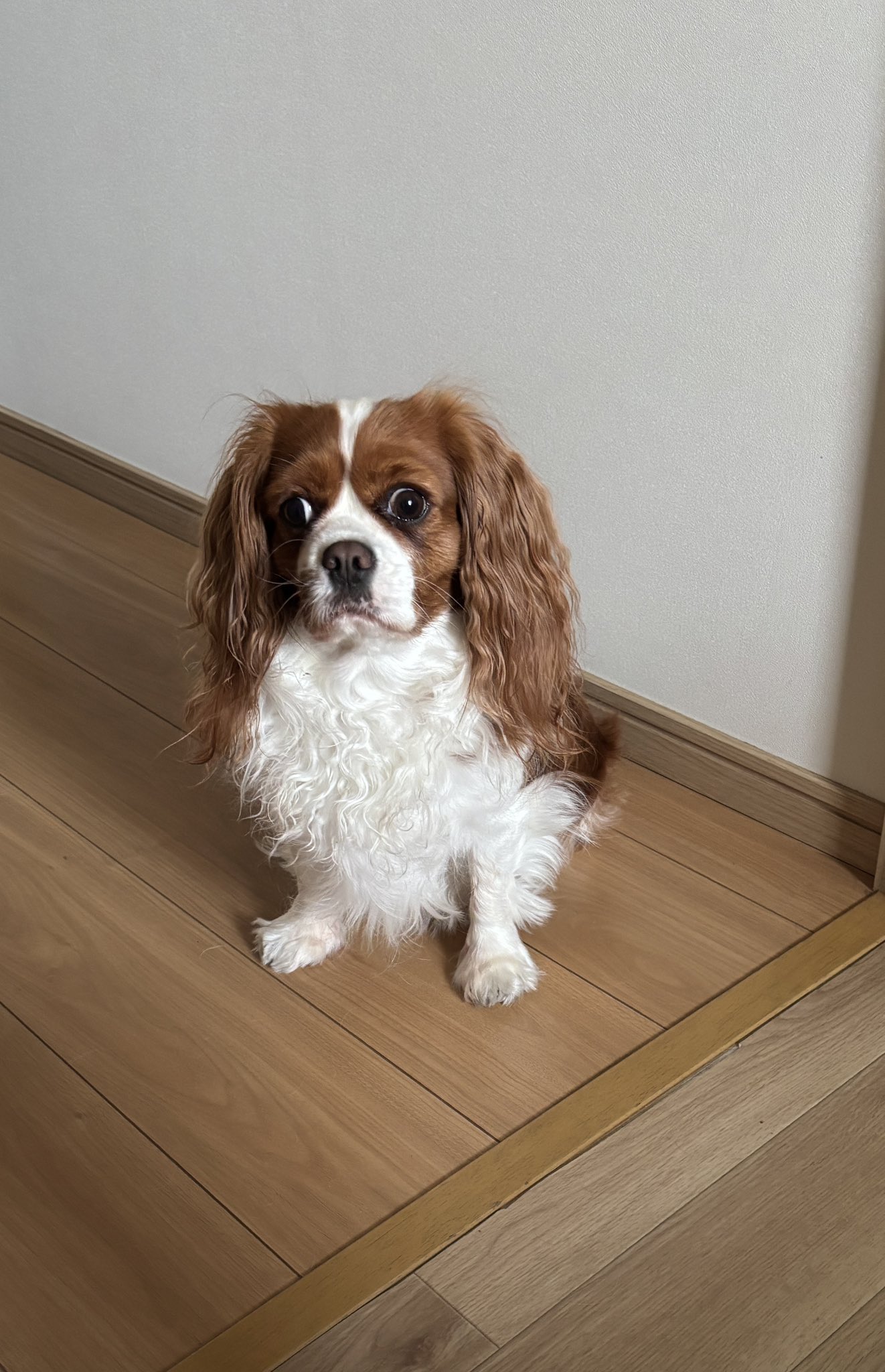 あんちゃん キャバリアキングチャールズスパニエル