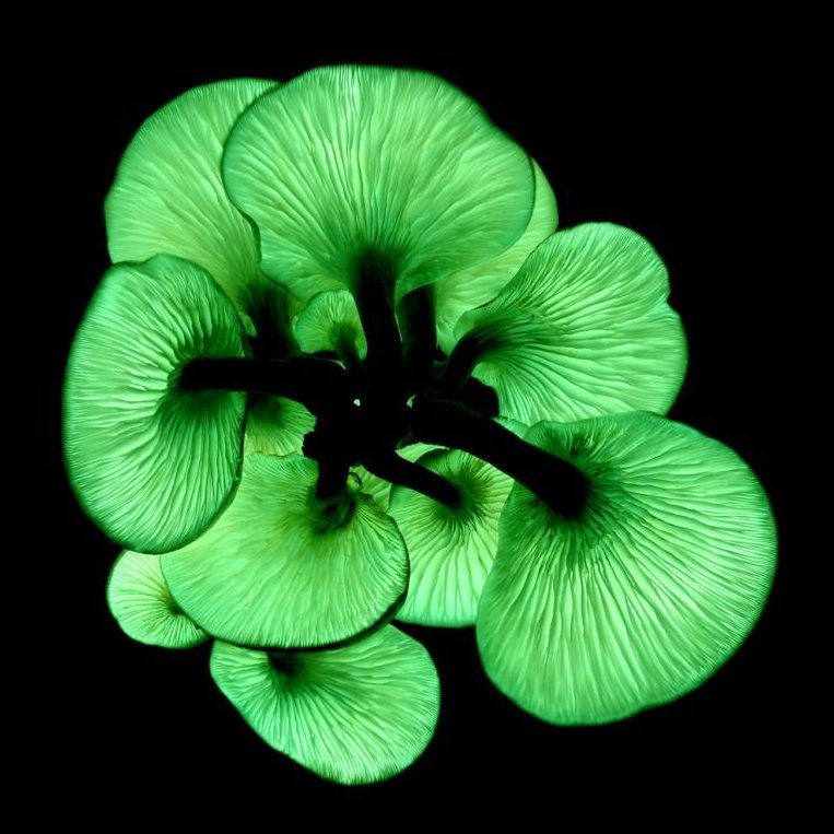 Help us recognise outstanding contributions to mycology! Submit nominations for #awards in fungal biology research, field mycology and conservation, and fungal outreach. Deadline: 31 May 2025
➡️britmycolsoc.org.uk

#mycology #fungi #research #conservation #education