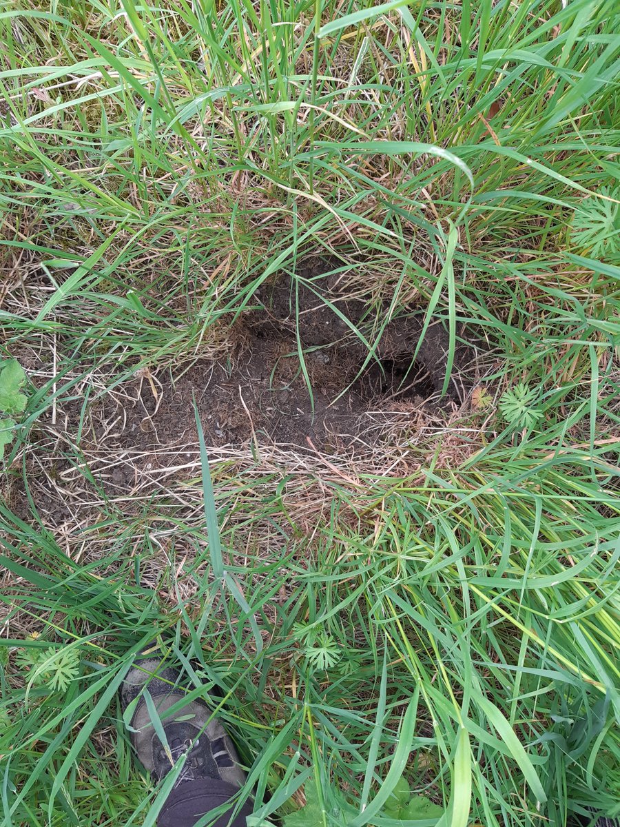 Another badger-predated Bombus nest. Hortorum last week in Dorset. This week pratorum in Suffolk. Badgers ⬆️ Bees ⬇️. It can't not follow.