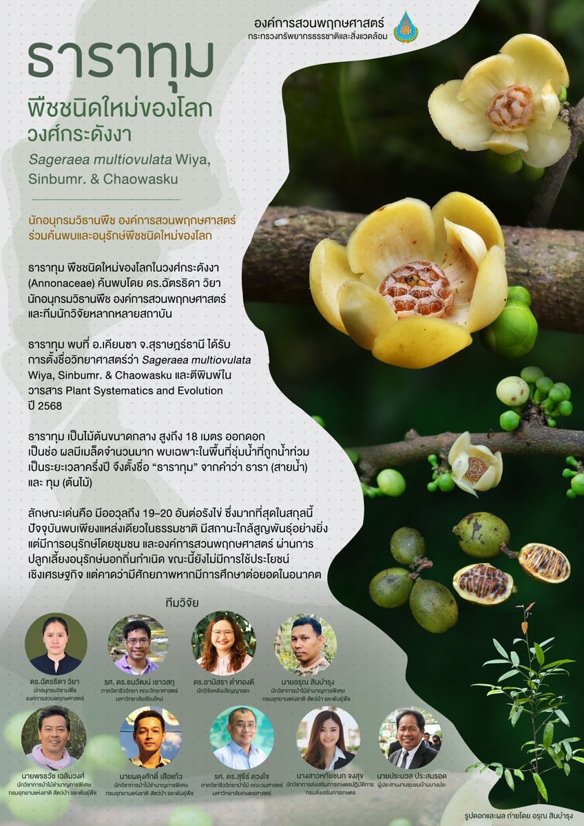 Botanic1234's tweet photo. ค้นพบ #พืชชนิดใหม่ของโลก นักอนุกรมวิธานพืชองค์การสวนพฤกษศาสตร์ ร่วมค้นพบ #ธาราทุม อยู่ใน #วงศ์กระดังงา  หรือ “กะโมกน้ำ” ชื่อท้องถิ่น “ปิ๊ตัน” จัดอยู่ในสกุลกะโมกเขา (Sageraea) มีลักษณะเด่นคือ เป็นไม้ต้นขนาดกลาง สูงได้ถึง 18 เมตร ดอกออกเป็นช่อ กลีบดอกมีสีครีมถึงเหลืองอ่อน https://t.co/D8zEG4oSyU