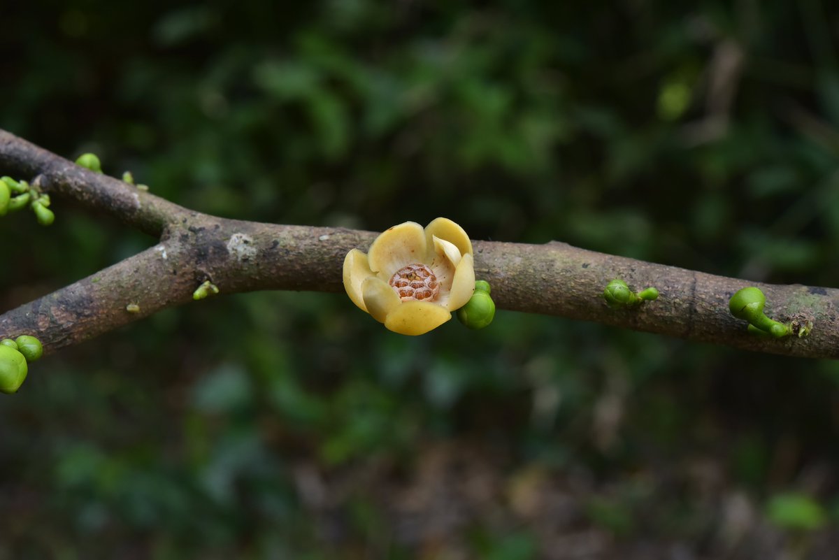 Botanic1234's tweet photo. ค้นพบ #พืชชนิดใหม่ของโลก นักอนุกรมวิธานพืชองค์การสวนพฤกษศาสตร์ ร่วมค้นพบ #ธาราทุม อยู่ใน #วงศ์กระดังงา  หรือ “กะโมกน้ำ” ชื่อท้องถิ่น “ปิ๊ตัน” จัดอยู่ในสกุลกะโมกเขา (Sageraea) มีลักษณะเด่นคือ เป็นไม้ต้นขนาดกลาง สูงได้ถึง 18 เมตร ดอกออกเป็นช่อ กลีบดอกมีสีครีมถึงเหลืองอ่อน https://t.co/D8zEG4oSyU