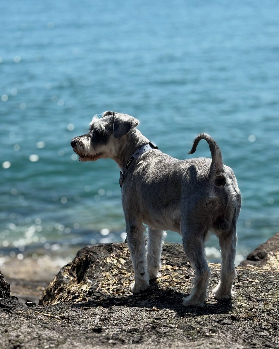 garvangrant's tweet image. Down by the seaside
See the boats go sailin'
Can the people hear
Oh, what the little fish are sayin'?
Oh, oh, people turned away
Oh, people turned away