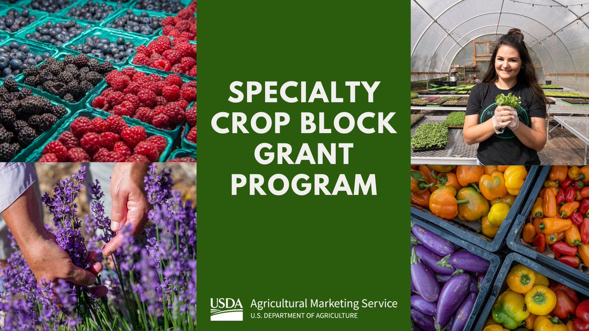 USDA Ag Mktg Service (@usda_ams) on Twitter photo The <a href="/USDA/">Dept. of Agriculture</a> announced $72.9M is available through the Specialty Crop Block Grant Program to state departments of agriculture or equivalent. States & territories can apply by July 7, 2025. bit.ly/43AYyet The <a href="/USDA/">Dept. of Agriculture</a> announced $72.9M is available through the Specialty Crop Block Grant Program to state departments of agriculture or equivalent. States & territories can apply by July 7, 2025. bit.ly/43AYyet