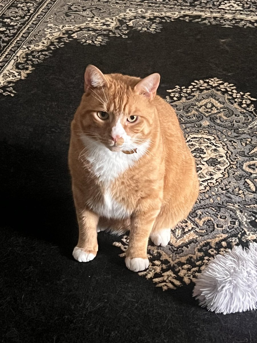 cubedacat's tweet image. Birthfday boy