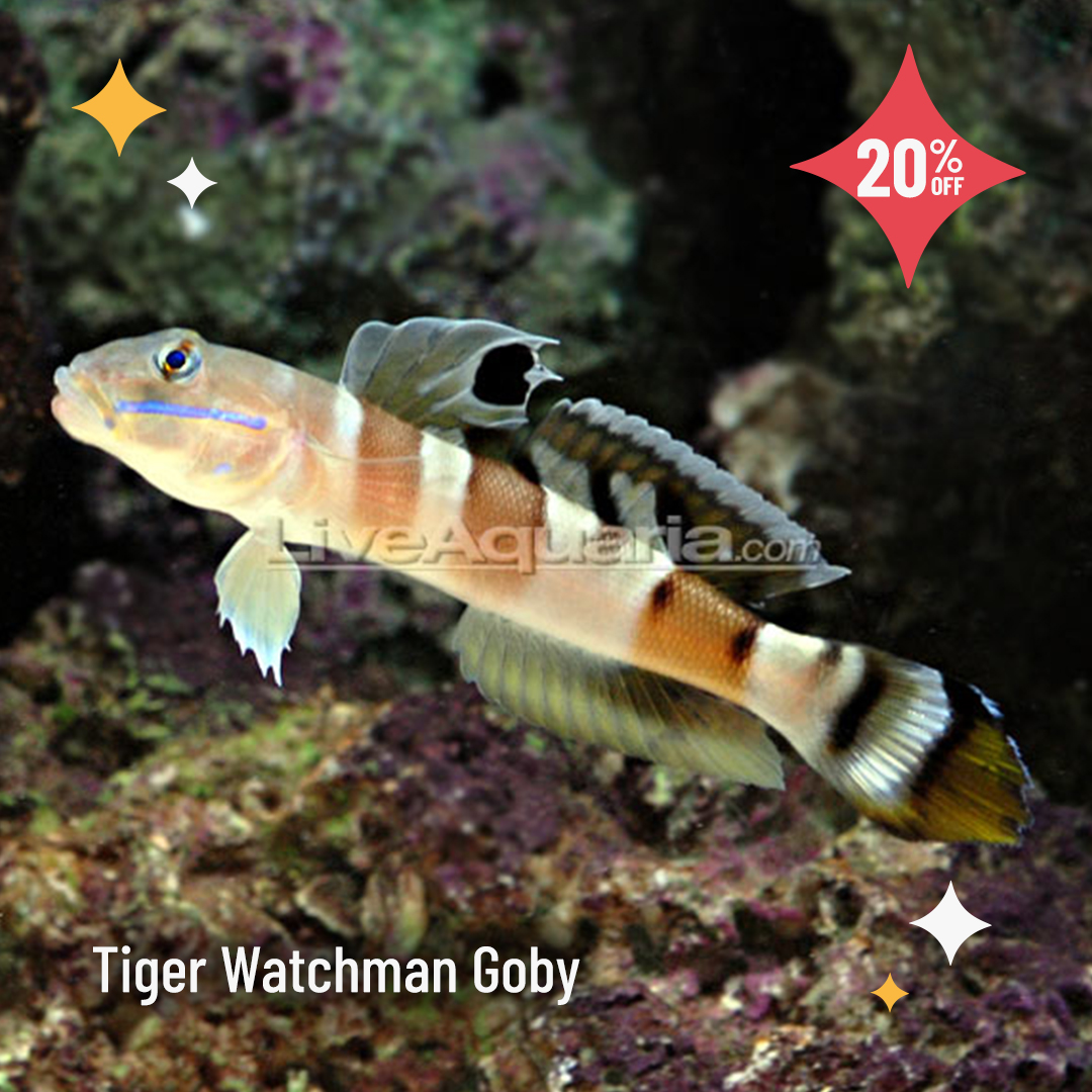 LiveAquaria's tweet photo. Say “Yes” to saving up to 40%! Take advantage of the best time to shop Daily Deals…NOW
https://t.co/T0sicxVv1Z
#saltwater #marine #reef #fishsale #reefsafefish #flashsale #dailydeals #aquaticlife #aquarium #coral #coralsale #coralfrag #fragpack #tang #surgeonfish #anthias https://t.co/C0SuVFEy9F