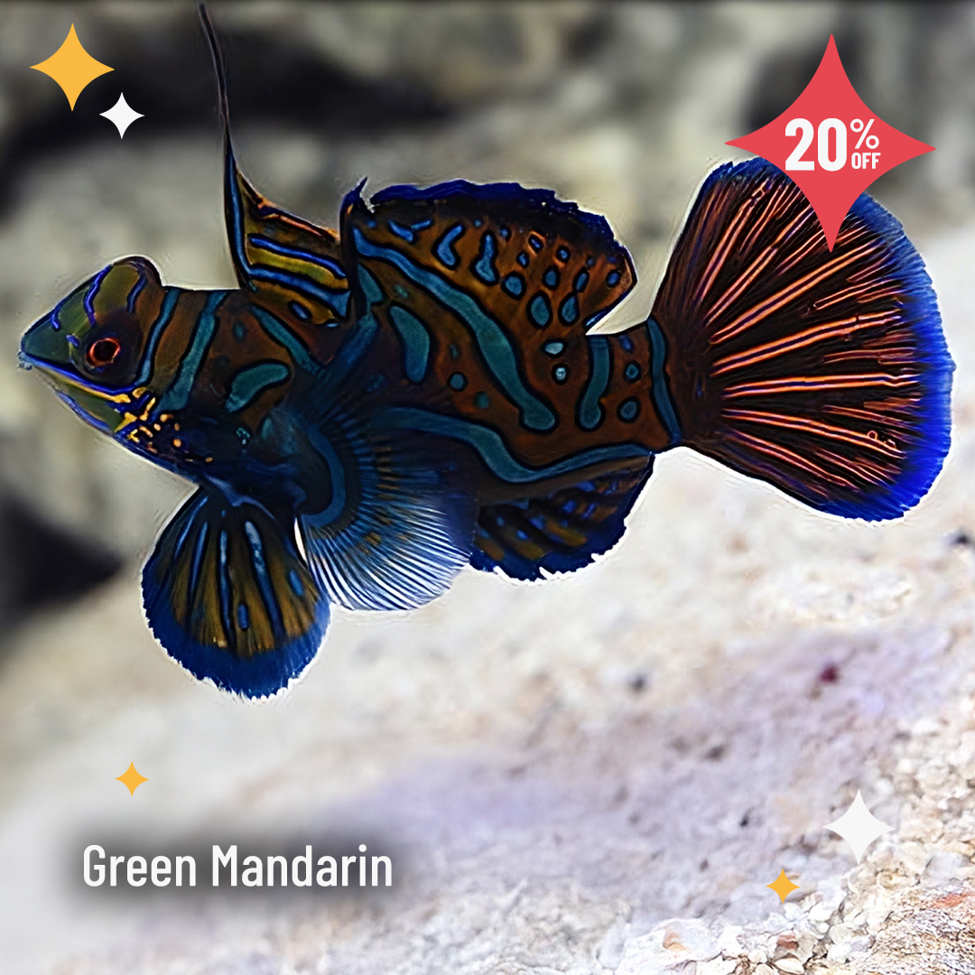 LiveAquaria's tweet photo. Say “Yes” to saving up to 40%! Take advantage of the best time to shop Daily Deals…NOW
https://t.co/T0sicxVv1Z
#saltwater #marine #reef #fishsale #reefsafefish #flashsale #dailydeals #aquaticlife #aquarium #coral #coralsale #coralfrag #fragpack #tang #surgeonfish #anthias https://t.co/C0SuVFEy9F