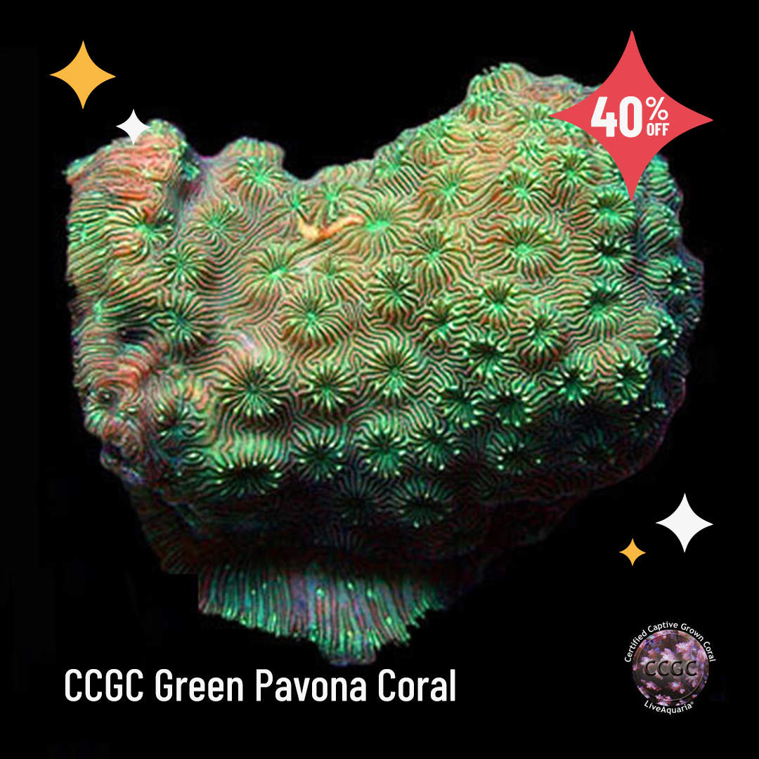 LiveAquaria's tweet photo. Say “Yes” to saving up to 40%! Take advantage of the best time to shop Daily Deals…NOW
https://t.co/T0sicxVv1Z
#saltwater #marine #reef #fishsale #reefsafefish #flashsale #dailydeals #aquaticlife #aquarium #coral #coralsale #coralfrag #fragpack #tang #surgeonfish #anthias https://t.co/C0SuVFEy9F