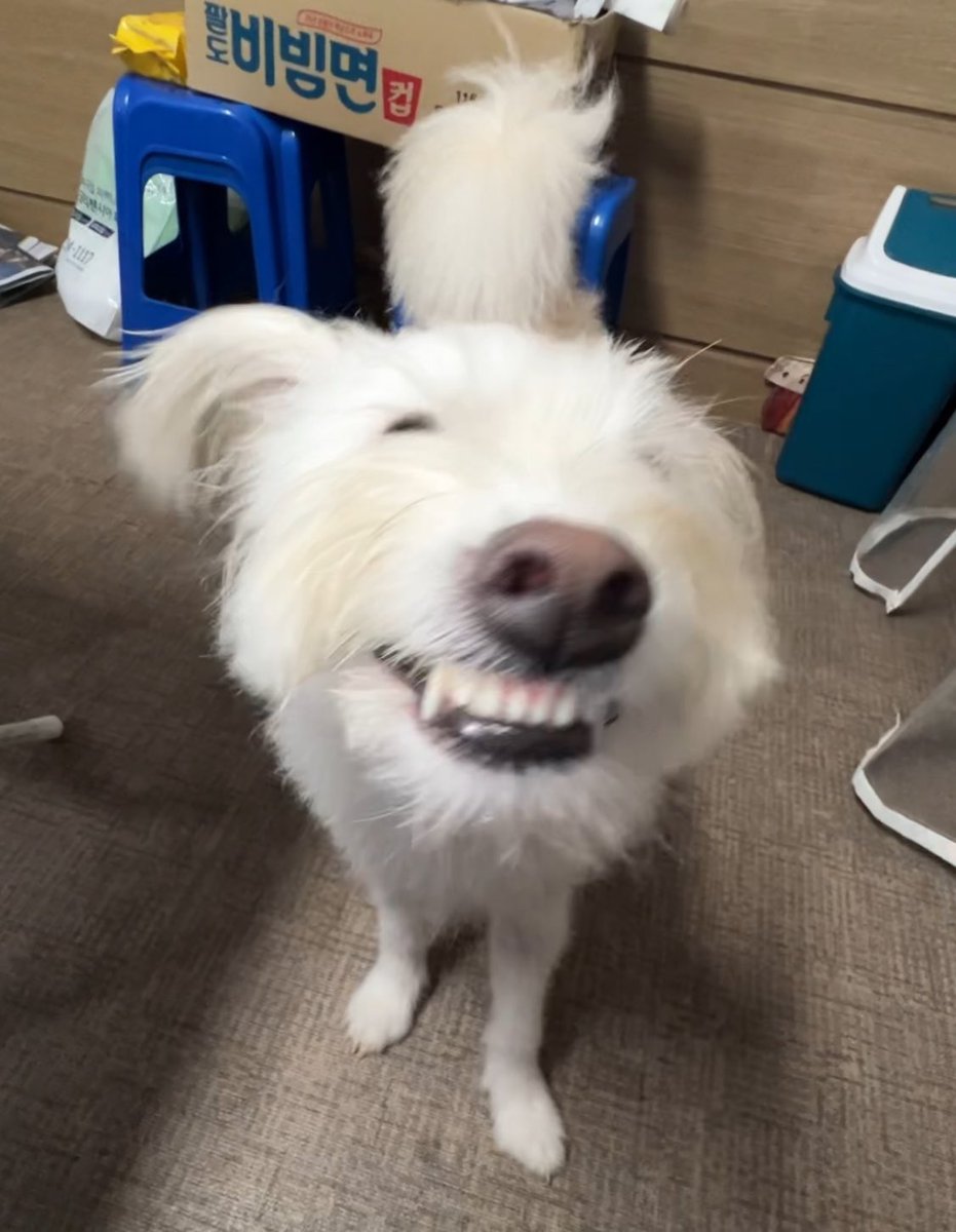 ANI3OO's tweet image. 웃을테야
고기먹고 신이난 안부처럼