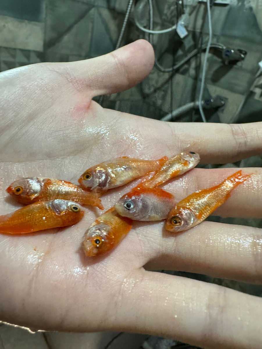 YY2365148's tweet photo. The little fish, a sticky paste from the stomach acid, and the digested vacuum, turned into a paste. I swallowed 10 of them, three of them dissolved
Finally, seven
#vomit #bigbelly #puke #嘔吐 #嘔吐物 #大食い #膨腹 #吞  #內窺 #endoscopy #vore #嘔吐フェチ #嘔吐 #呕吐物 #吞 #膨腹 https://t.co/5HpcwtVSEd