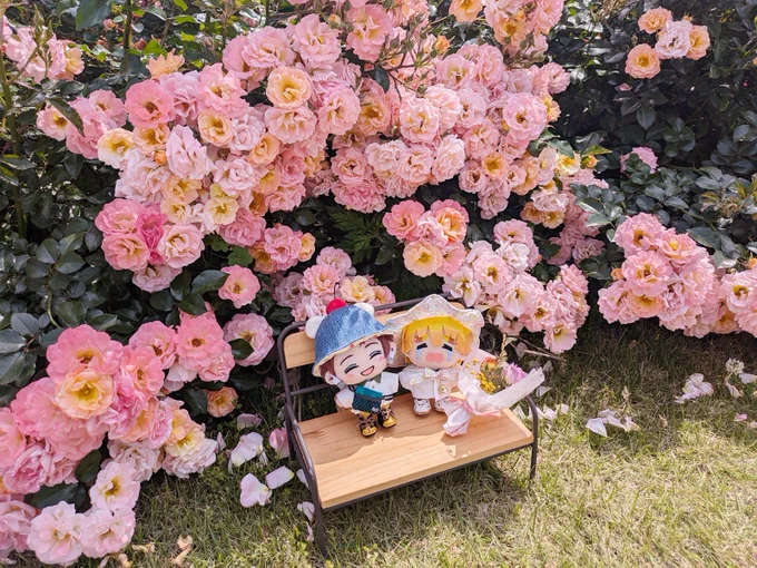 #たびの日のたんぜん 開催おめでとうございます!遅刻失礼します! お花を巡る旅に行ってきました