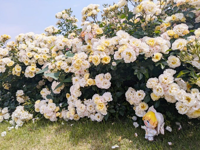 #たびの日のたんぜん 開催おめでとうございます!遅刻失礼します! お花を巡る旅に行ってきました