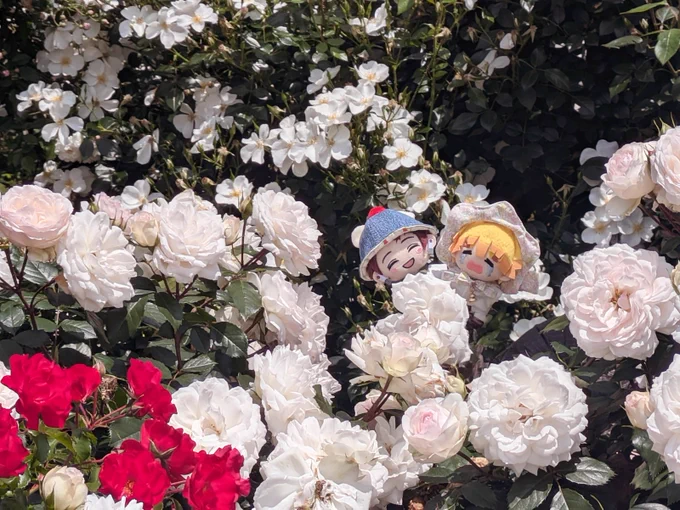 #たびの日のたんぜん 開催おめでとうございます!遅刻失礼します! お花を巡る旅に行ってきました