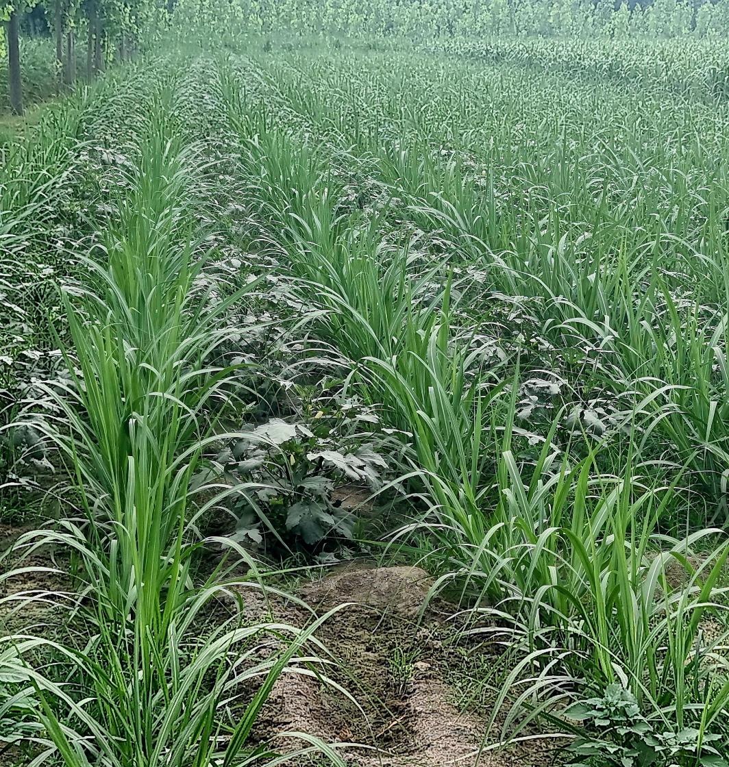 भिन्डी और गन्ना